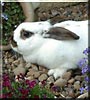Miffy the Dutch, French lop