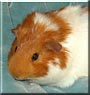 Fuzzy the Guinea Pig