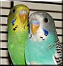 Arrow, Zelda the Parakeet