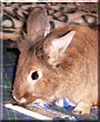 Pepper the Lionhead Rabbit
