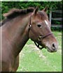 Tabby the Pony of the Americas