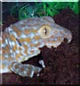 Geico the Tokay Gecko