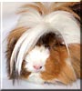 Priscilla the Guinea Pig