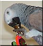 Peanut the Congo African Grey