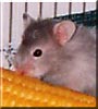 Greta the Teddy bear hamster