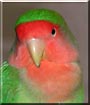 Chandler the Peach faced lovebird