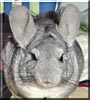 Duncan the Standard Grey Chinchilla