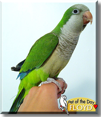 Floyd, the Pet of the Day