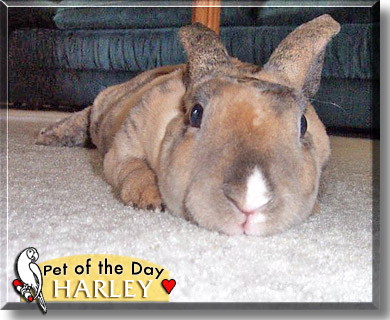 Harley, the Pet of the Day