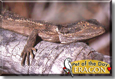 Eragon, the Pet of the Day