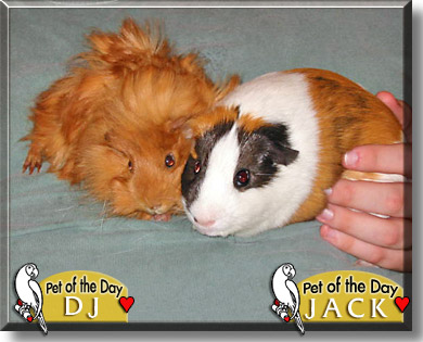 DJ, Jack, the Pet of the Day