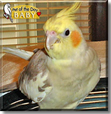 Baby, the Pet of the Day