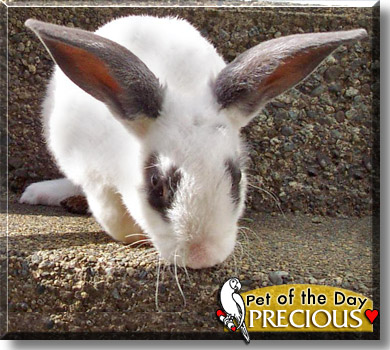 Precious, the Pet of the Day