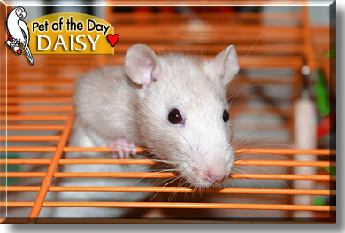 Daisy, the Pet of the Day