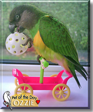 Ozzie, the Pet of the Day