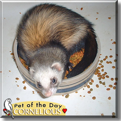 Cornelious, the Pet of the Day