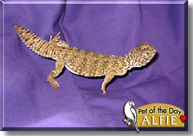 Alfie, the Pet of the Day
