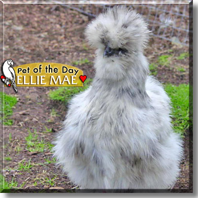 Ellie Mae, the Pet of the Day