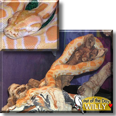 Willy, the Pet of the Day