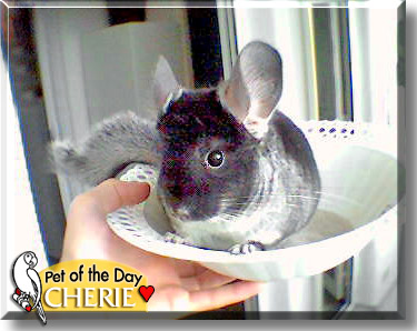 Cherie, the Pet of the Day