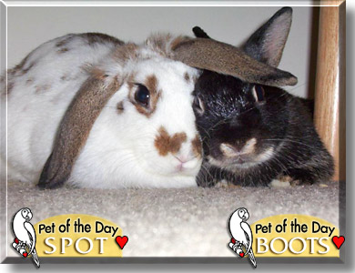 Boots, Spot, the Pet of the Day