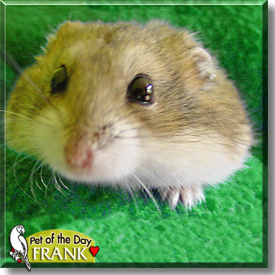 Frank, the Pet of the Day