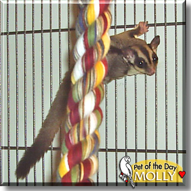 Molly, the Pet of the Day