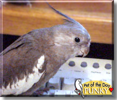 Punky, the Pet of the Day
