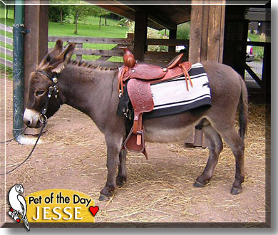 Jesse James, the Pet of the Day