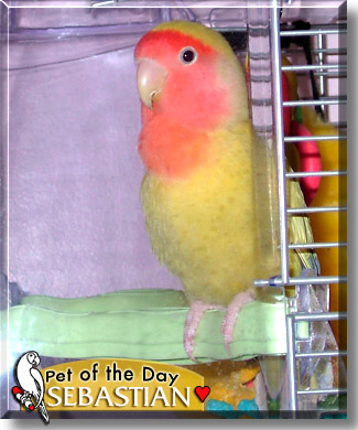 Sebastian, the Pet of the Day