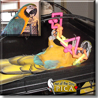 Pica, the Pet of the Day