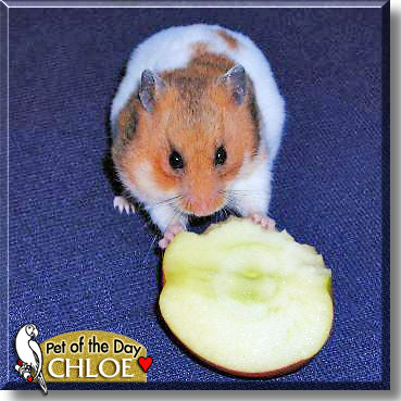 Chloe, the Pet of the Day