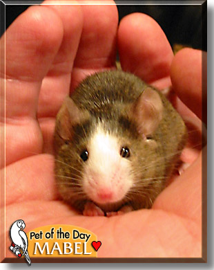 Mabel, the Pet of the Day
