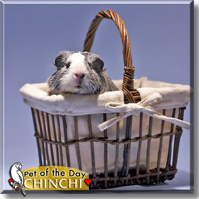 Chinchi, the Pet of the Day