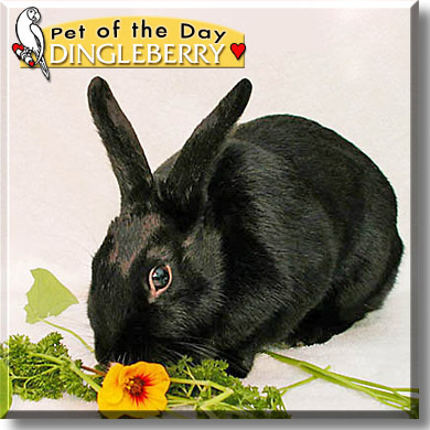 Dingleberry, the Pet of the Day
