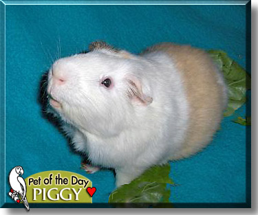 Piggy, the Pet of the Day