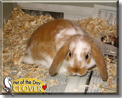 Clover, the Pet of the Day