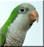 Floyd the Monk Parrot
