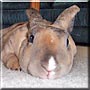 Harley the Harlequin Rex Rabbit