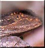 Eragon the Bearded dragon