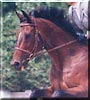 Repeat the Thoroughbred Horse