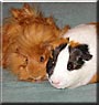 DJ, Jack the Guinea Pig