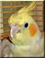 Baby the Cockatiel