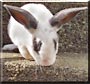 Precious the Dwarf Cross Rabbit