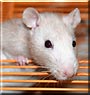 Daisy the Fancy Rat