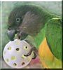 Ozzie the Senegal Parrot