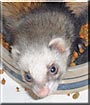 Cornelious the Ferret