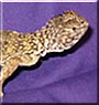 Alfie the Mali Uromastyx