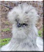 Ellie Mae the Splash Silkie chicken