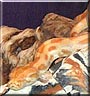 Willy the Burmese Python
